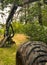 forestry harvester during a stoppage among trees in the fores