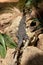 Forestry Images Dumeril`s Madagascar swift, Oplurus quadrimaculatus