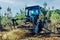 Forestry industry with a brush cutter in action in a forest of young pines