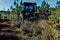 Forestry industry with a brush cutter in action in a forest of young pines