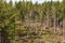 Forestry and logging in a pine forest - Italian Alps