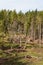 Forestry and logging in a pine forest - Italian Alps