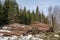 Forestry. Logs stacked in pile after felling