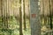 Forestry paint marking on tree trunks in woods