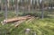 Forestry in pine forest in Finland