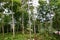 Forestry plantation