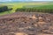 A forestry plantation site burned after harvest