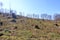 Forestry plantation and young new planted trees farming growing panoramic view landscape