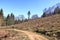 Forestry plantation and young new planted trees farming growing panoramic view landscape