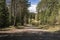 Forestry road leading through a pine plantation