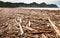 Forestry slash washed up on beach at Tolaga Bay, New Zealand after a flood