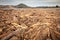 Forestry slash washed up on beach at Tolaga Bay, New Zealand after a flood