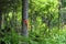 Forestry and Survival Tree Marking Tape Identification Orientation Tool. Green Forest of Canada, Wild Nature, North America.