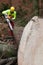 Forestry tape measure hooked to spruce trunk with dense annual rings and forestry worker in background