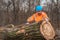 Forestry technician analyzing tree trunk after cutting