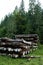 Forestry timber, industry pine stacked