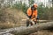 Forestry worker with chainsaw is sawing a log. Process of logging