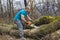 Forestry worker - lumberjack works with chainsaw. He cuts a big