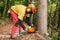 Forestry worker making a cut to spruce tree using chainsaw