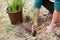 Forestry worker planting pine seedling