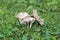 Forests BC- Wild Mushroom Foraging in BC