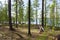 Forests in front of Khovsgol Lake