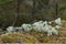 Forests of the Karelian region. White moss balls.