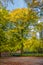 Forests with mature beech tree in old country estate Groenendaal