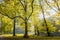 Forests with mature beech trees in old country estate Groenendaal