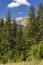 Forests spreading on hills of Pirin national park in Bulgaria. Vertical foto