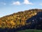 Forests in the Thur River valley or in the Thurtal valley