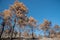 Forests and trees burnt during a massive forest fire