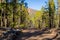 Forests under the mountain of Teide volcano