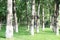 forests of white birches