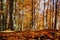 Forg eye view of colorful forest in autumn