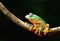 Forg tree frog