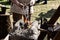 Forge of traditional production of edged weapons, a blacksmith holds with forceps metal over burning coals