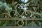 Forged bars in a pattern on a fence among coniferous branches