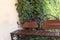 Forged bench and fence on a background of green bushes.Background from green plants. Hedge. Creative vintage background