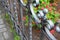 Forged gray fence on a flower bed against a background of red roses.