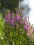 Forget me Not  Angelonia goyazensis Benth, Digitalis solicariifolia name purple flower blooming in green plastic pot hanging