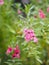 Forget me Not  Angelonia goyazensis Benth, Digitalis solicariifolia name purple flower is a single flower, but sticking out