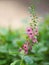 Forget me Not  Angelonia goyazensis Benth, Digitalis solicariifolia name purple flower is a single flower, but sticking out