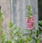 Forget me Not  Angelonia goyazensis Benth, Digitalis solicariifolia name purple flower is a single flower, but sticking out