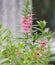 Forget me Not  Angelonia goyazensis Benth, Digitalis solicariifolia name purple flower is a single flower, but sticking out