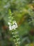 Forget me Not  Angelonia goyazensis Benth, Digitalis solicariifolia name white flower pink flower on blurred of nature background