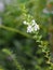 Forget me Not  Angelonia goyazensis Benth, Digitalis solicariifolia name white flower pink flower on blurred of nature background