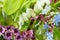 Forget-me-not, bergenia, polygonatum plants