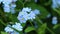 Forget-me-not closeup clip. Beautiful flowers.