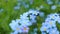 Forget-me-not closeup clip. Beautiful flowers.